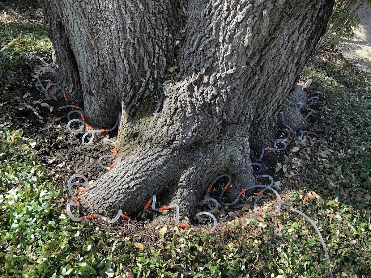 Detailed Tree Cabling and Bracing job site in Kenoza Lake