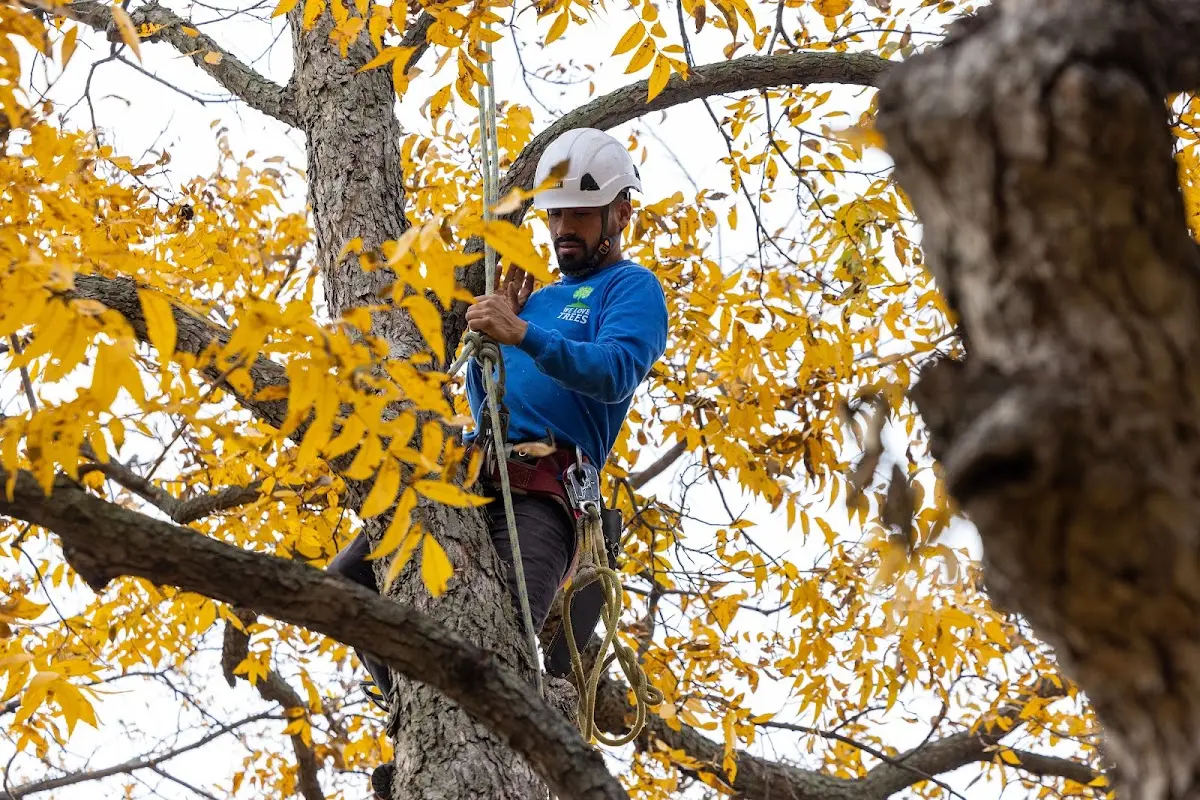 Skilled Storm Damage Cleanup crew working in Kenoza Lake