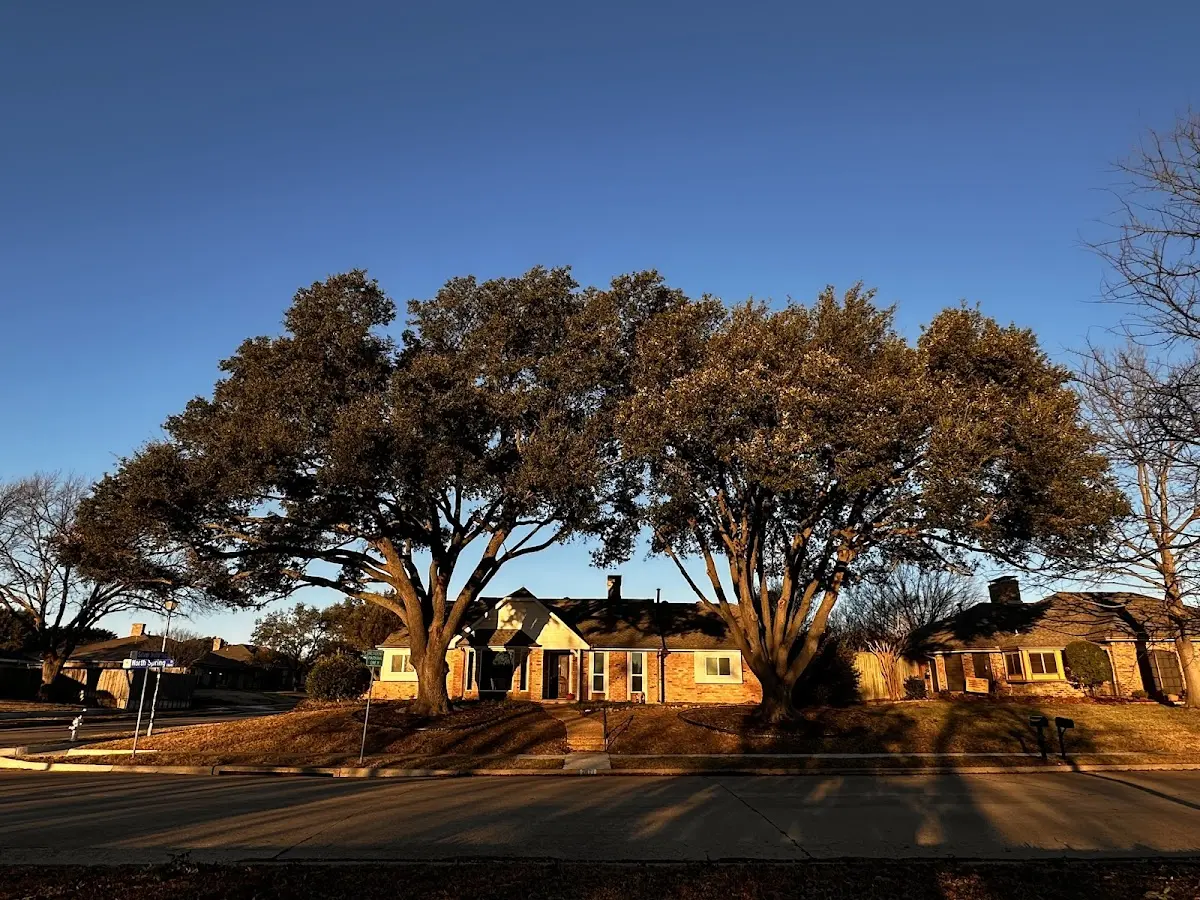 Established residential canopy tree shading a home in Kenoza Lake